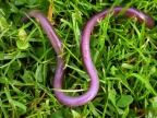 earthworm (Lumbricus terrestris) Kenneth Noble
